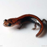 Аватар для One1-Salamander