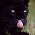 Panther_NS için avatar