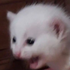 Avatar for Guadabowie
