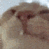 Avatar for peepee5041