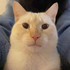 Avatar for ilovecatshehe
