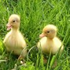 Avatar for DuckyPunk
