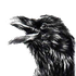 Avatar di troll_rotze