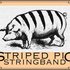 Avatar for Striped Pig Stringband