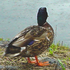 Avatar di sonkm3