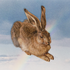 Avatar for Fas_Dan