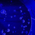 Avatar für purplegiraffa