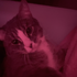 Avatar for mothwar