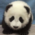 pandasneezes için avatar