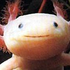 axolotlsupestar さんのアバター