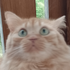 Avatar for citrosmic