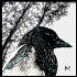 Avatar for Magpie27