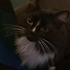 Avatar for rainitive