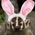 Avatar for EasterBadger