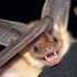 Avatar für batbatbatbatbat