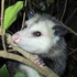 Avatar for AwesomeOpossum