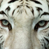 Avatar for angeleli