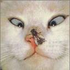 Avatar di morpheus2000