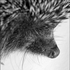 Avatar for PensiveHedgehog