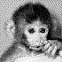 monkeypadd için avatar