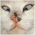 Avatar for Froderommet