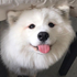 Avatar for realsamoyed