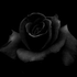 blackrose2411 için avatar