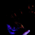 gilkev için avatar