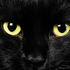 Avatar for BlackSimpleCat