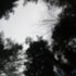Avatar for Tree Light