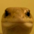 alizardguy için avatar