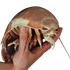 Avatar for vecworm
