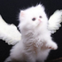 Avatar für nyangelic