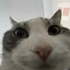 starserval さんのアバター