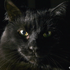 Avatar de Schwarz_kater