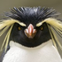 Avatar för Blue_Rockhopper