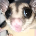 Sillytroutlover 的头像