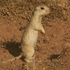 Avatar for Ground_Squirrel