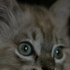 Avatar de lelloSoundchase