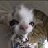 Avatar for pissmastr
