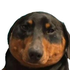 Avatar for roskolnikov2