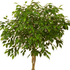 OfficePlant için avatar