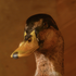 Awatar dla BaronVonMallard