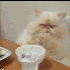 KITTL3 的头像