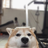 Avatar for SupportShibe