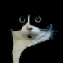 Avatar for Mitko1239