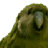 Avatar for Flyingpapaya