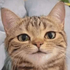 Avatar for Pandasdofly
