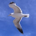 Avatar for seagull7