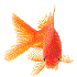 goldfish için avatar